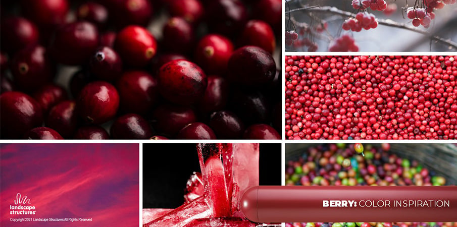 Collage of images showing dark red berries in various natural scenes.